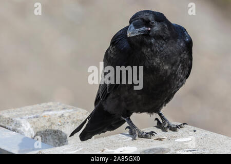 Wild raven im Denali National Park (Alaska). Stockfoto