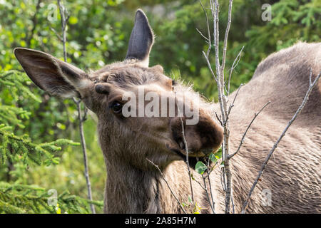 Wilde Elche im Denali National Park (Alaska) Stockfoto