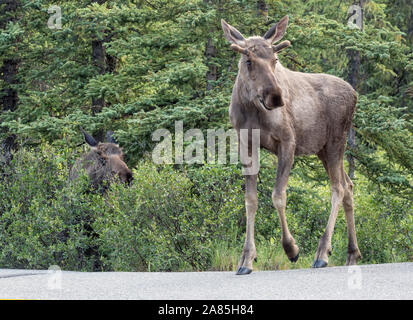 Wilde Elche im Denali National Park (Alaska) Stockfoto