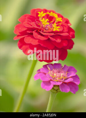 Art der Blume Zinnia Stockfoto