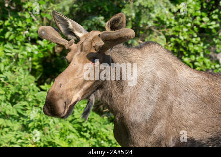 Wilde Elche in Kenai Fjords National Park in Alaska in den Kenai Halbinsel. Stockfoto