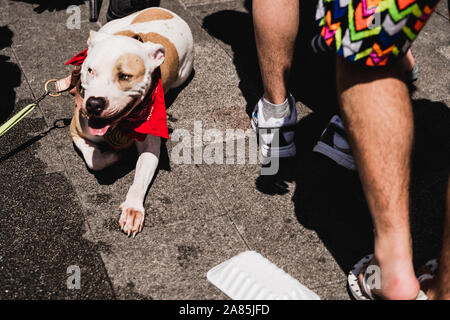 Pitt bull staffy Hund Pflaster sonnenschein Sommer Stockfoto