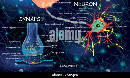 Anatomie neyron und Synapse. Signalisierung im Gehirn. Zellen neyron und Synapse mit Beschreibungen. Struktur neyron für pädagogische, Medizinische, Biologische Stock Vektor