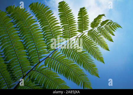 Nahaufnahme große Farn Blatt Detail Bild auf dem hellen Tageslicht Stockfoto