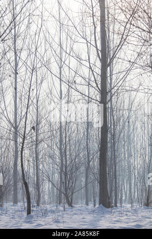 Winter nebligen Wald Szene, kalten nebligen Wald mit Schnee Stockfoto