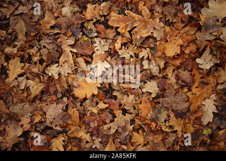 Braun trocken Ahorn Blätter auf einem Stock. Herbst Wald, natürliche Hintergrund. Stockfoto