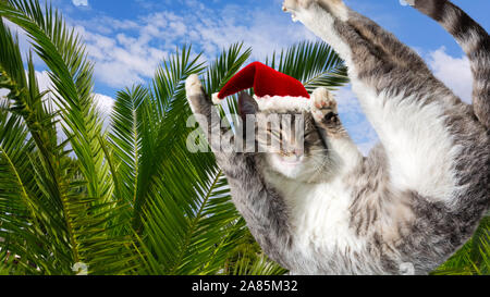Fliegen oder Springen lustig tabby Santa cat in Red Hat auf urlaubsparadies Palm Tree Hintergrund. Weihnachten Panoramablick Grußkarte, kopieren. Urlaub r Stockfoto