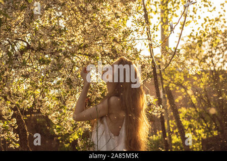 Mädchen in weißem Kleid riechen Cherry Blumen unter Flaum im Sonnenuntergang im Frühling Stockfoto