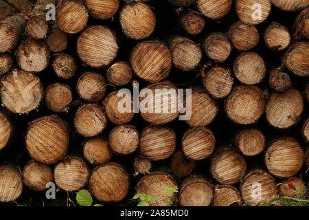 Close up Holz gestapelt gesägt Protokolle für Hintergrund oder Abstraktion Stockfoto