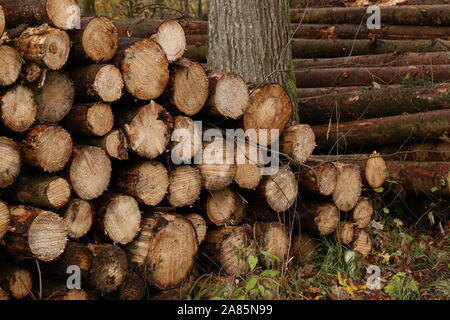 Frisch gefällten und gesägt Baumstämme im Wald Stockfoto