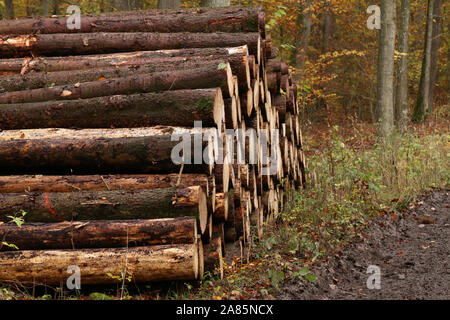 Frisch gefällten und gesägt Baumstämme im Wald Stockfoto