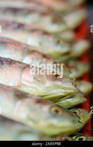 Fisch auf dem Display in den asiatischen Markt in Zeilen angeordnet bei Tageslicht Stockfoto