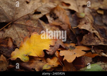 Herbstliche Blätter im Wald. Herbst natürlichen Hintergrund. Stockfoto