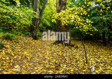 Ein Wald herbstliche Szene Stockfoto