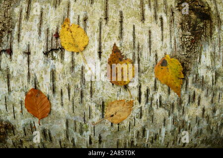 Blätter im Herbst ruht auf einem gefallenen Silver Birch tree. Stockfoto