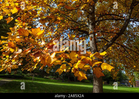 Liriodendron tulipifera, Tulip Baum im Herbst Stockfoto