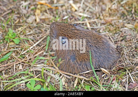 Wasser Vole Arvicola Amphibus Kopf aus dem Nest Loch Surrey Captive Stockfoto