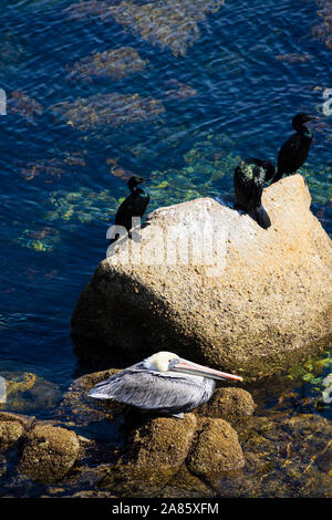 California Brown Pelicans Pelecanus occidentalis , ruhend auf einem Felsen, Breakwater Cove, Monterey, Kalifornien, Vereinigte Staaten von Amerika. Stockfoto