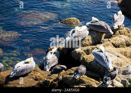 California Brown Pelicans Pelecanus occidentalis , ruhend auf einem Felsen, Breakwater Cove, Monterey, Kalifornien, Vereinigte Staaten von Amerika. Stockfoto