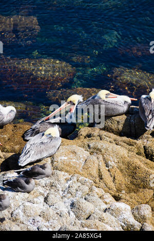 California Brown Pelicans Pelecanus occidentalis , ruhend auf einem Felsen, Breakwater Cove, Monterey, Kalifornien, Vereinigte Staaten von Amerika. Stockfoto