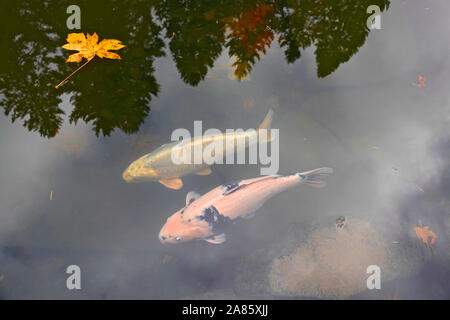 Koi Fisch in einem fischteich der Welt berühmte Japanische Gärten in Portland, Oregon, im Herbst. Stockfoto