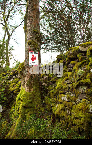Ein Schild an einem Baum an einem Bemoosten grünen Bank Warnung von der Anwesenheit von Eichhörnchen im Cowgill, Dentdale, North Yorkshire, Großbritannien Stockfoto
