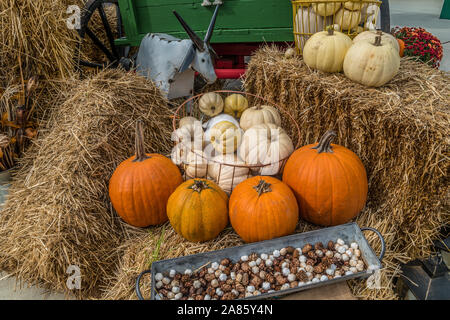 Kürbisse Kürbisse und saß oben auf der heuballen vor einem alten hölzernen Wagen mit einem Metall Ziege und Körbe für einen Herbst Ernte Mail-abruf Stockfoto