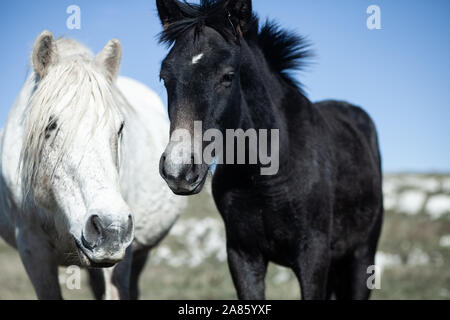 Wilde Pferde Stockfoto