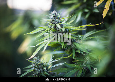 Nahaufnahme von Marihuana Cannabis Sativa-Pflanzen-Blütenknospen in Oklahoma City. Stockfoto