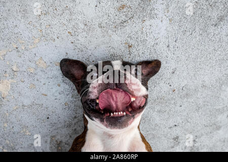 Porträt Boston Terrier Festlegung im Boden reine Rasse Weicher blauer Hintergrund Stockfoto