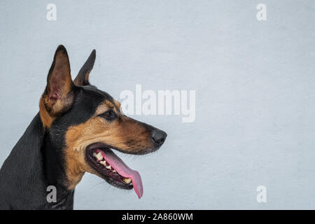 Streunende Köter gerettet Thai Hund nach weichen grauen Hintergrund spielen müde ruhen Stockfoto