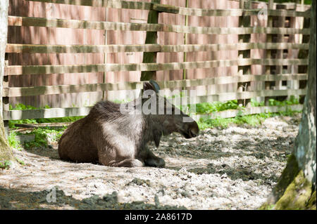 Elche, Białowieża Urwald, Woiwodschaft Podlachien, Polen Stockfoto