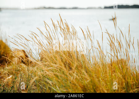 Hautes herbes sur le littoral Breton, Lorient, Frankreich Stockfoto