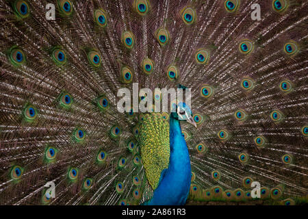 Peacock stehend in einem Feld Stockfoto