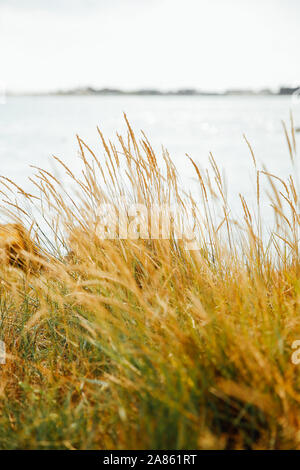 Hautes herbes sur le littoral Breton, Lorient, Frankreich Stockfoto