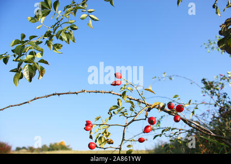 Wilde hagebutte Strauch wächst in der Natur Stockfoto