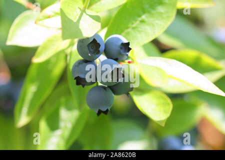 Die hochbuschige Heidelbeeren auf Zweig Stockfoto