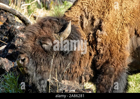 Bison kratzen den Hals im Yellowstone National Park, Wyoming, USA Stockfoto