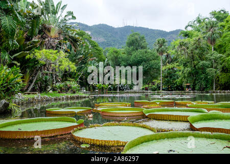 Große Lily Pads auf See im Botanischen Garten Stockfoto