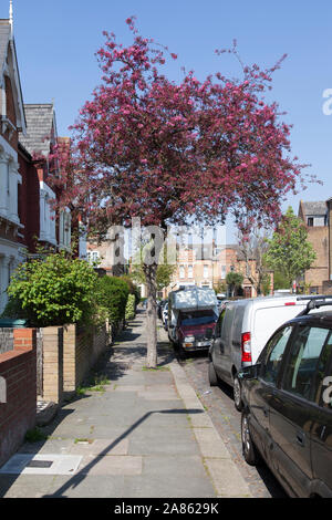 Zierpflanzen Lila crabapple (Malus x purpurea) in Blume, Crouch End, London N8 Stockfoto