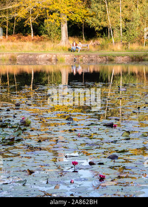 Die Kuh Teich, große Windsor Park, die in Surrey und Berkshire Grenze, das Wasser ist in der Berkshire aber die Banken in Surrey, England, UK, GB. Stockfoto