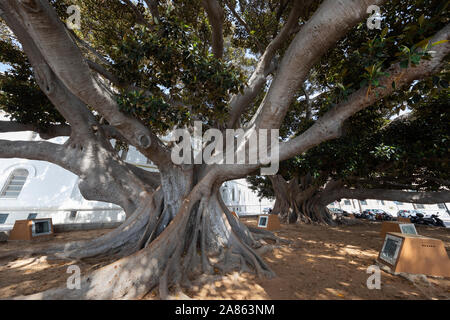 Die riesigen Arbol del Mora ficus Bäume (Ficus macrophyllas), ist über 100 Jahre alt in der Nähe von Strand Caleta, Cadiz, Andalusien, Spanien, Europa Stockfoto