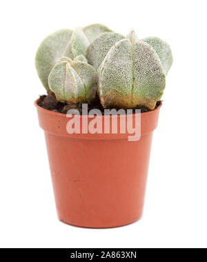 Kleine Kakteen Astrophytum myriostigma, Bischöfe cap Cactus isoliert auf weißem Stockfoto