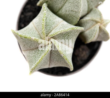 Kleine Kakteen Astrophytum myriostigma, Bischöfe cap Cactus isoliert auf weißem Stockfoto