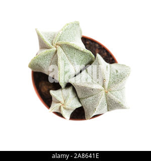 Kleine Kakteen Astrophytum myriostigma, Bischöfe cap Cactus isoliert auf weißem Stockfoto