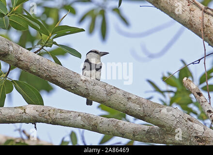 Weiß-necked Puffbird (Notharchus hyperrhynchus) Erwachsenen auf dem Zweig Darien, Panama April gehockt Stockfoto