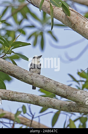 Weiß-necked Puffbird (Notharchus hyperrhynchus) Erwachsenen auf dem Zweig Darien, Panama April gehockt Stockfoto