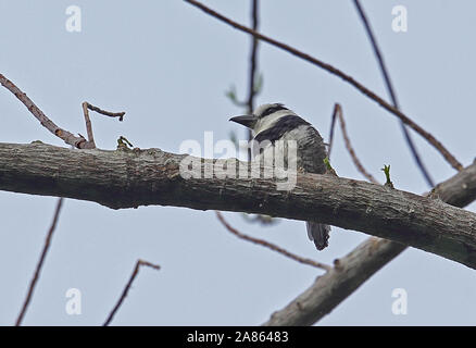 Weiß-necked Puffbird (Notharchus hyperrhynchus) Erwachsenen auf dem Zweig Darien, Panama April gehockt Stockfoto