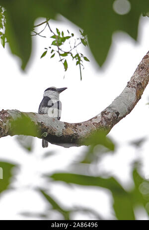 Weiß-necked Puffbird (Notharchus hyperrhynchus) Erwachsenen auf dem Zweig Pipeline Road, Panama November gehockt Stockfoto