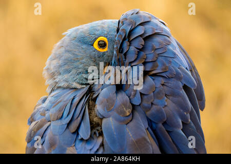 Hyazinthara/hyacinthine Macaw (Anodorhynchus hyacinthinus) ausblenden Kopf hinter der Tragfläche, beheimatet in Südamerika Stockfoto